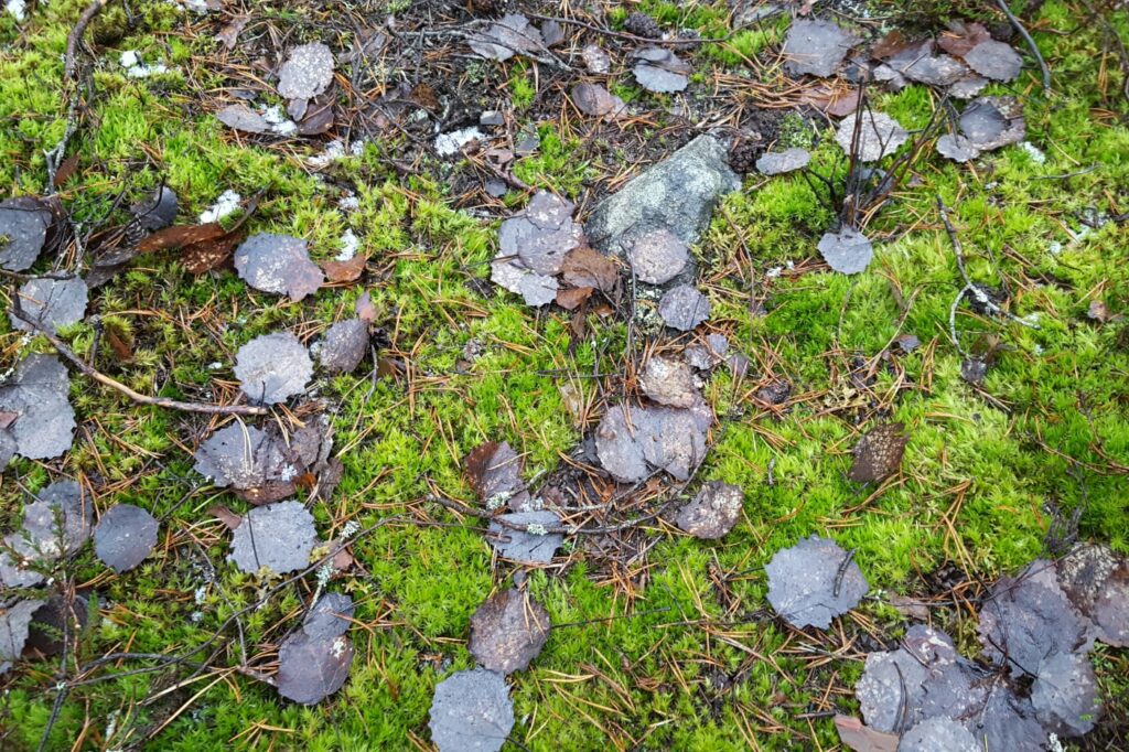 Specialisering i mental hälsa stresshantering bild på mossa och löv