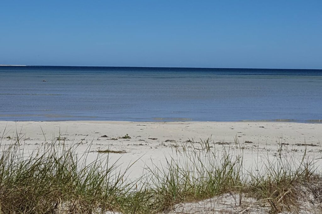 Strand med havet och gräs i bilden