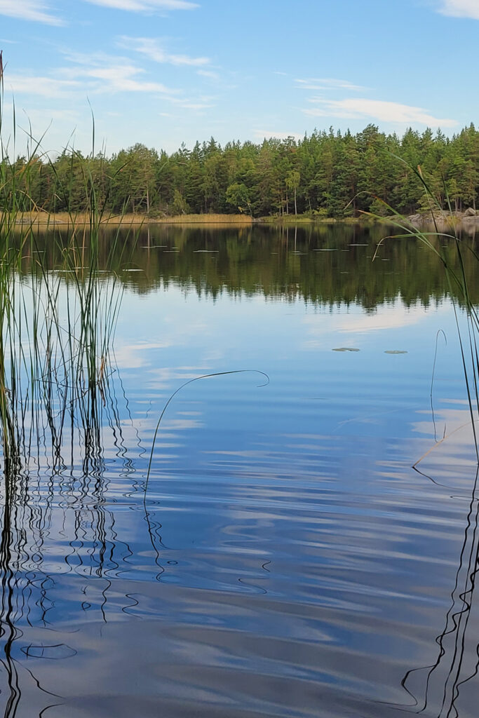 Vass i en sjö en härlig sommardag.
